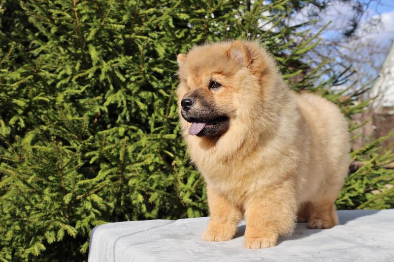 Chow Chow