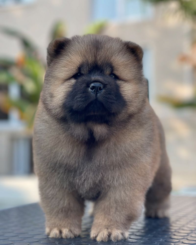 Chow Chow