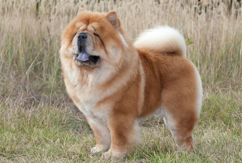 Chow Chow