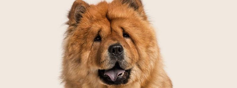 Chow Chow