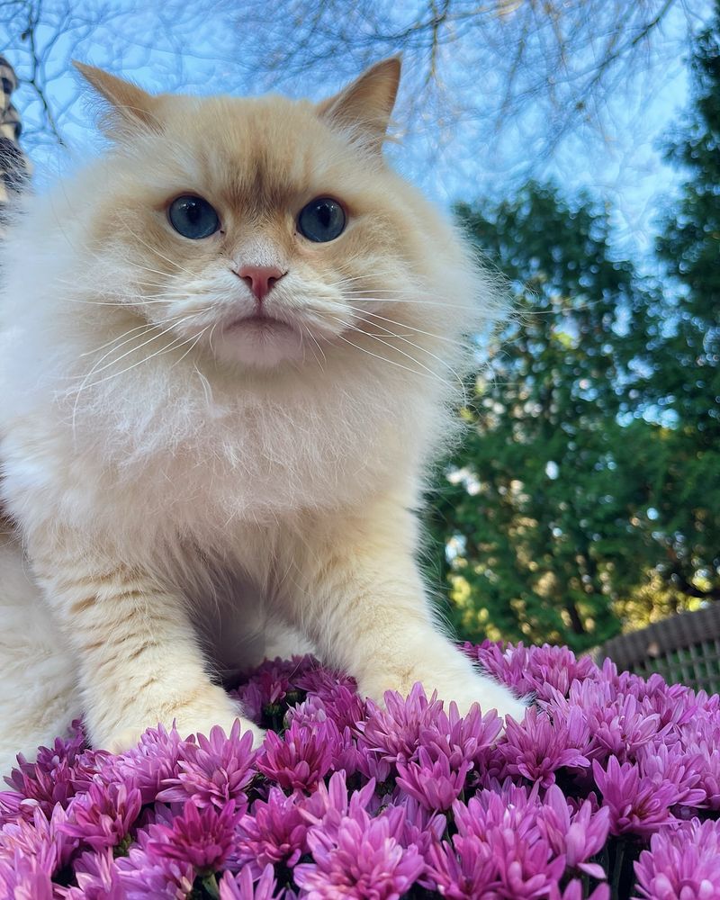 Chrysanthemums