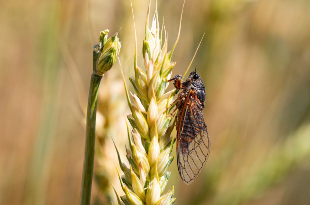 Cicada