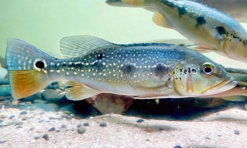 Cichla pinima (New Amazon Fish)