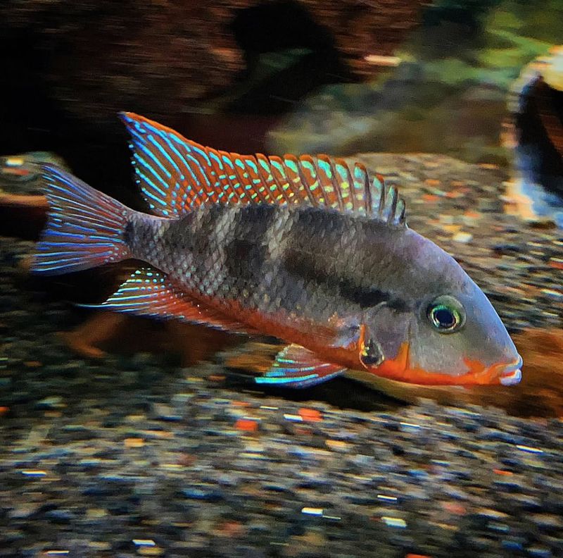 Cichlid Fish