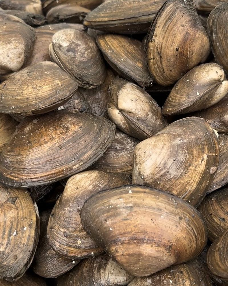 Clams