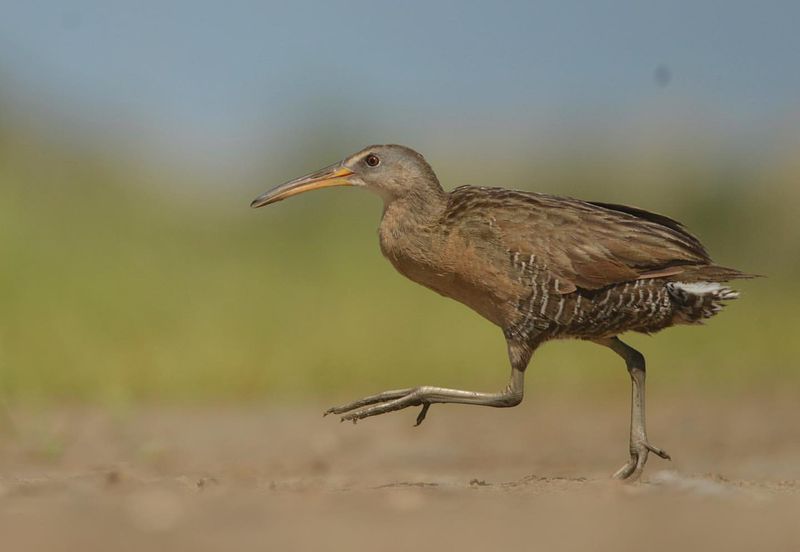 Clapper Rail