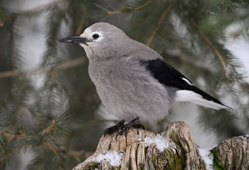 Clark's Nutcracker