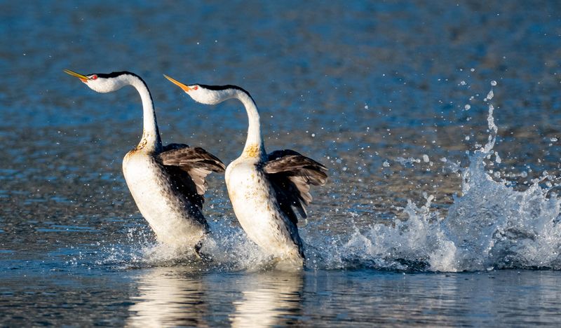 Clark's Grebe