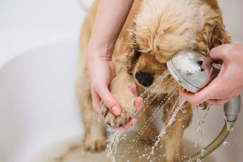 Clean Paws After Walks