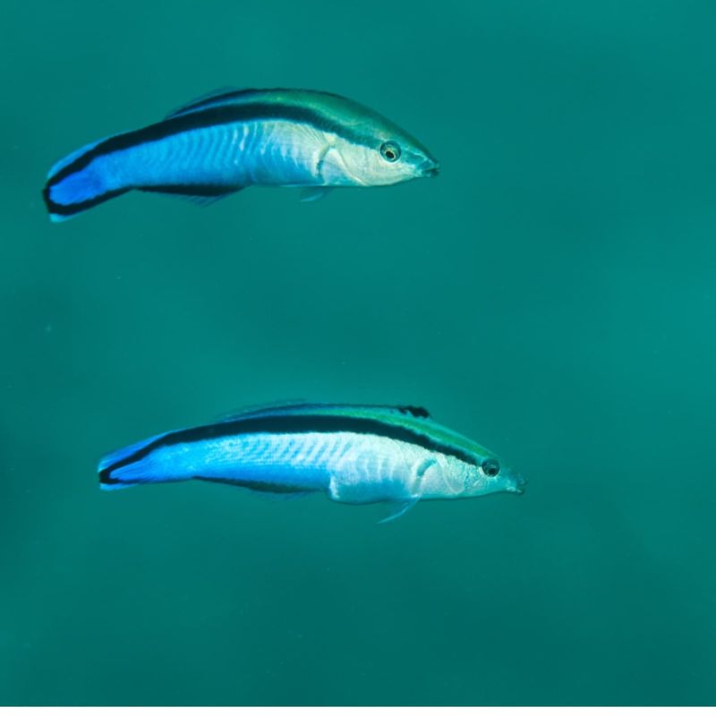 Cleaner Wrasse