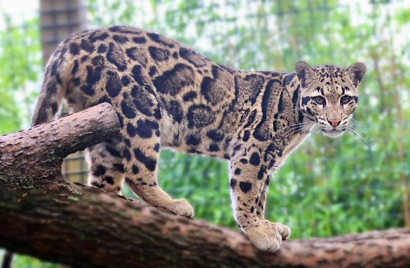 Clouded Leopard