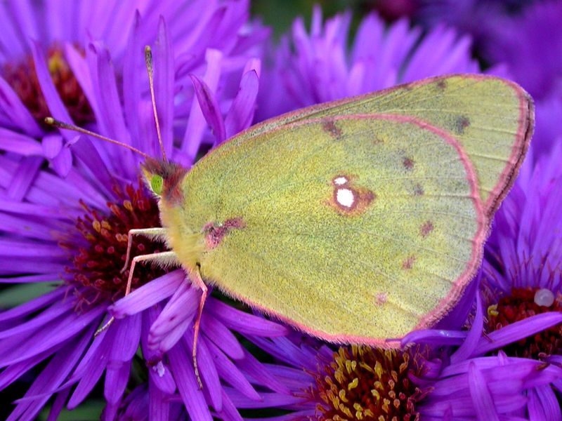 Clouded Sulphur