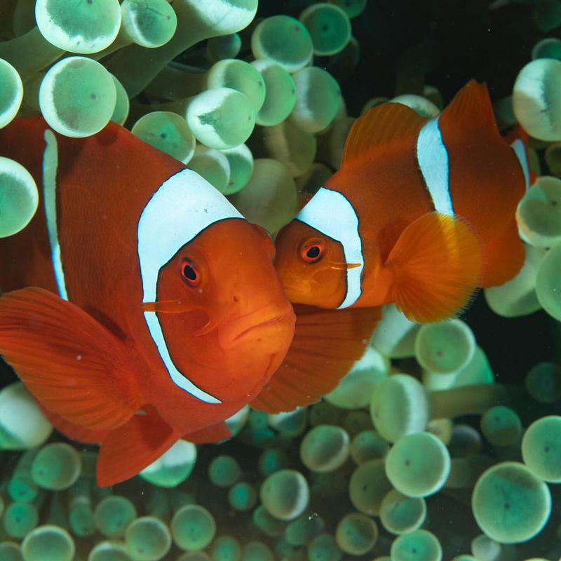 Clownfish