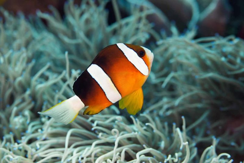 Clownfish