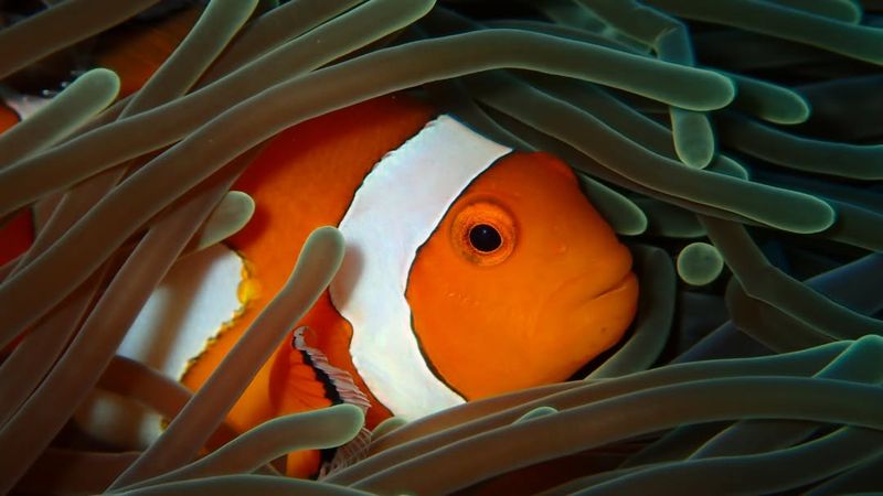 Clownfish