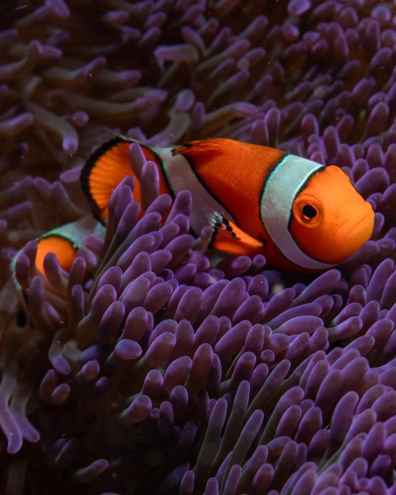 Clownfish