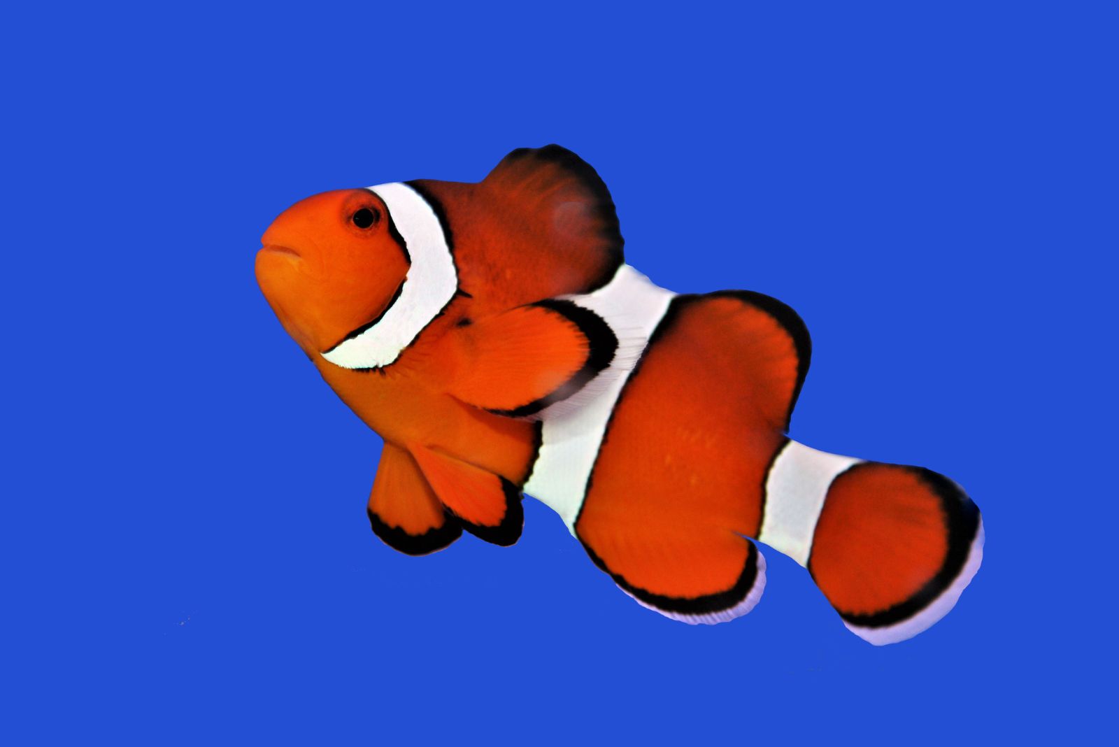 Clownfish