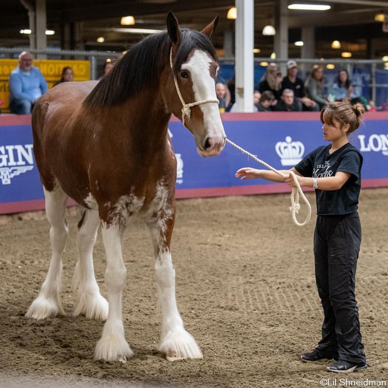 Clydesdale