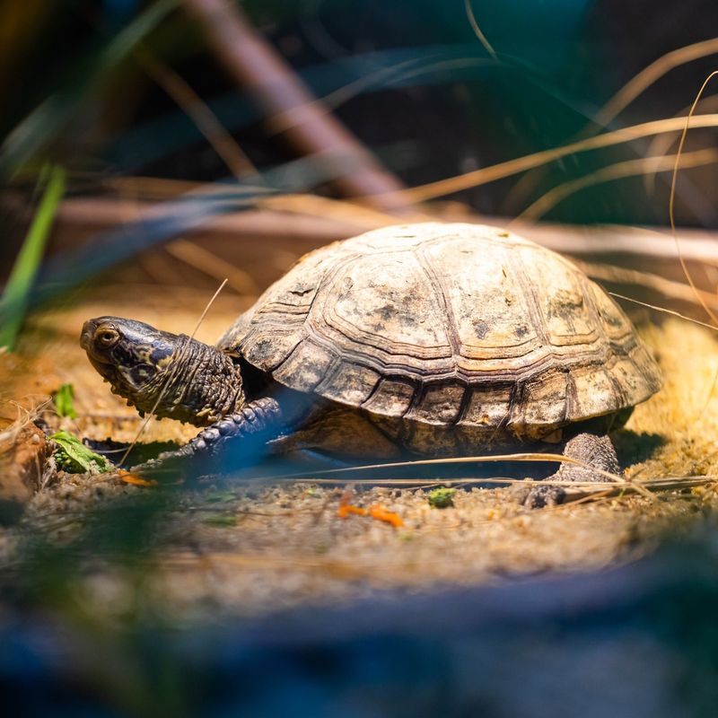 Coahuilan Box Turtle