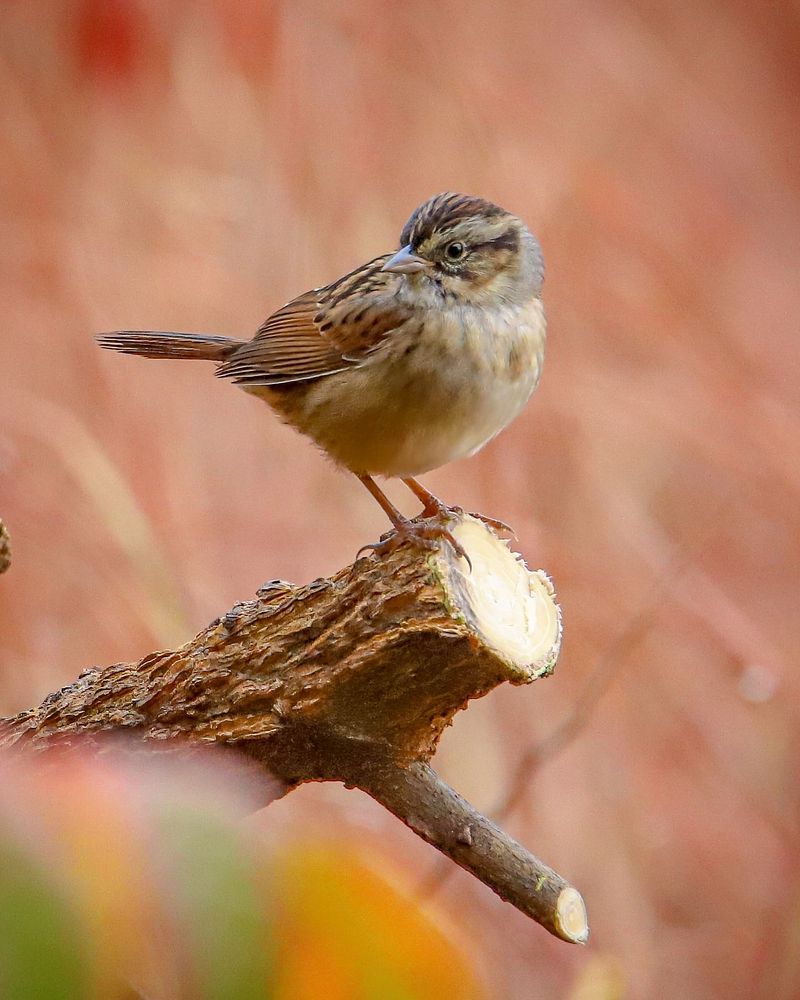 Coastal Swamp Sparrow