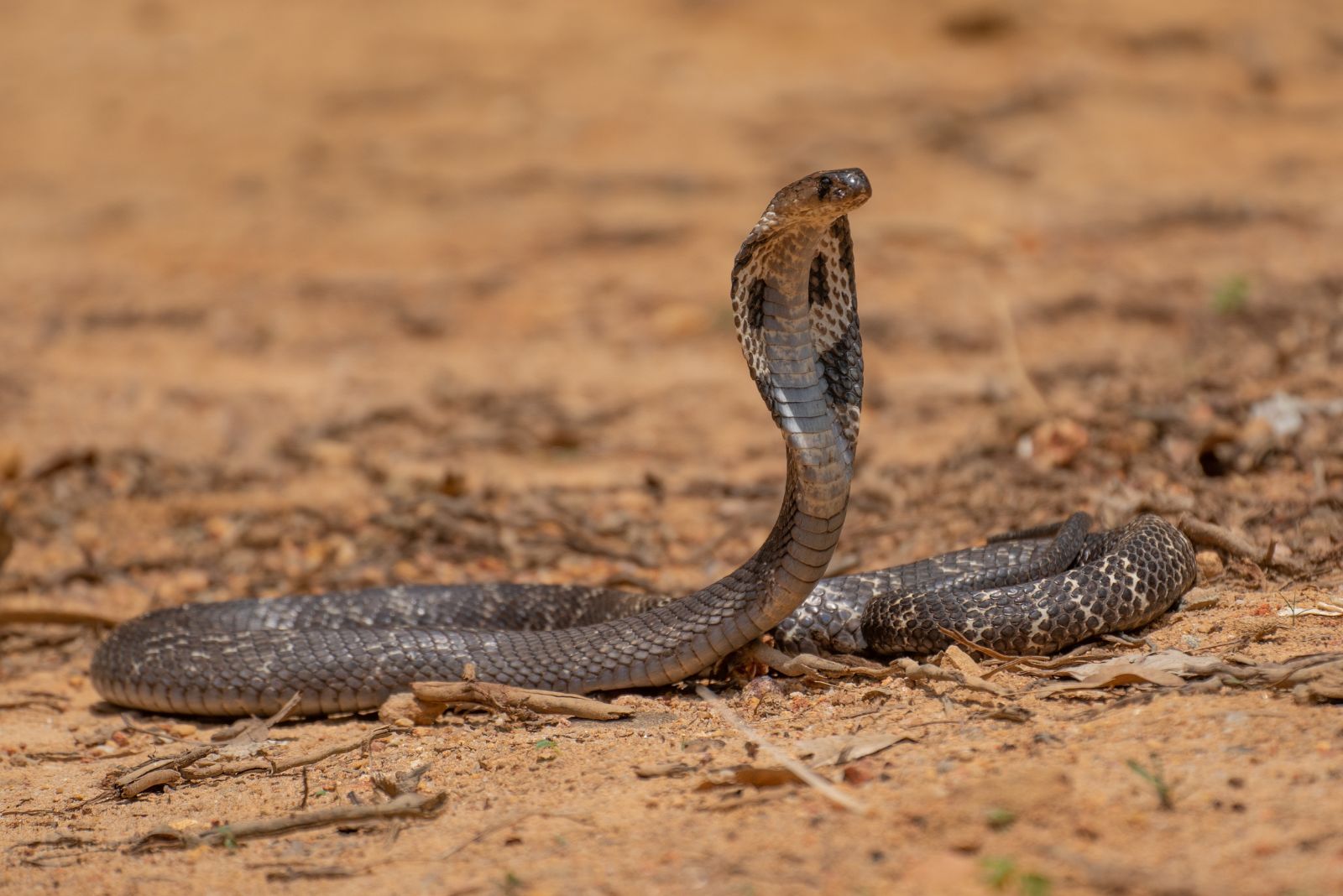 Cobra