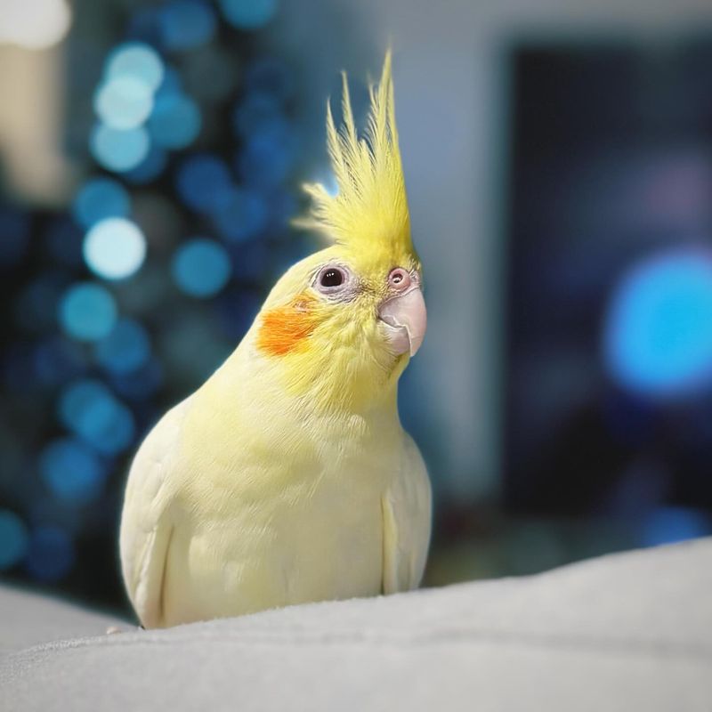 Cockatiel