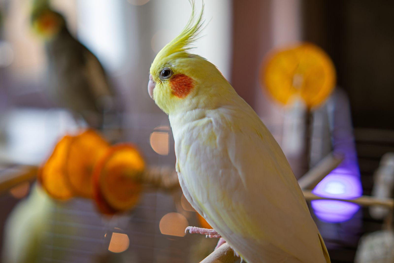 Cockatiel