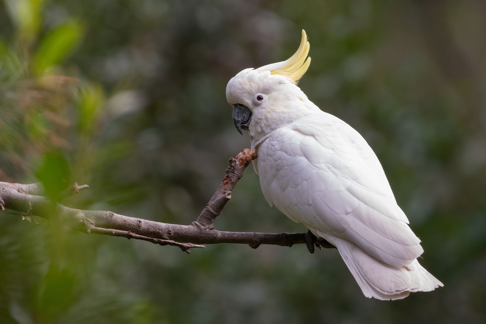 Cockatoo