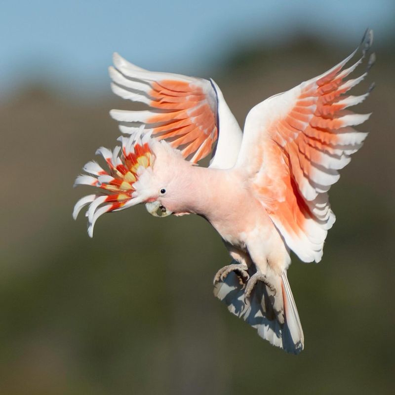 Cockatoo