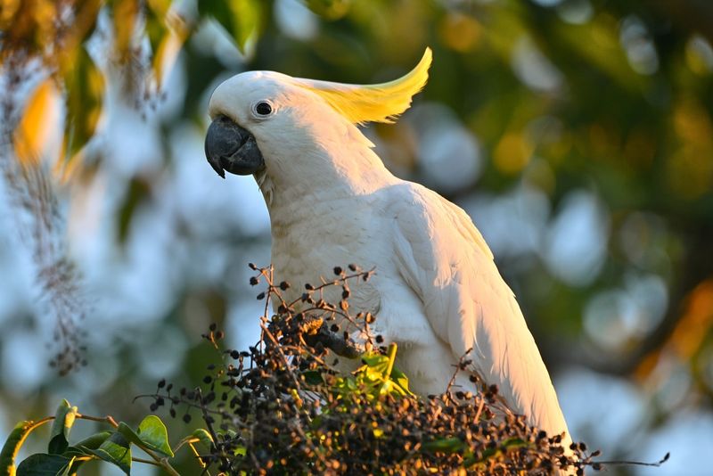 Cockatoo