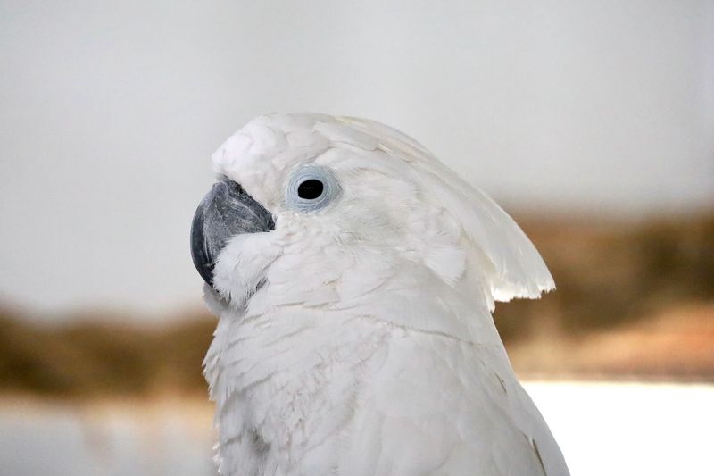 Cockatoos