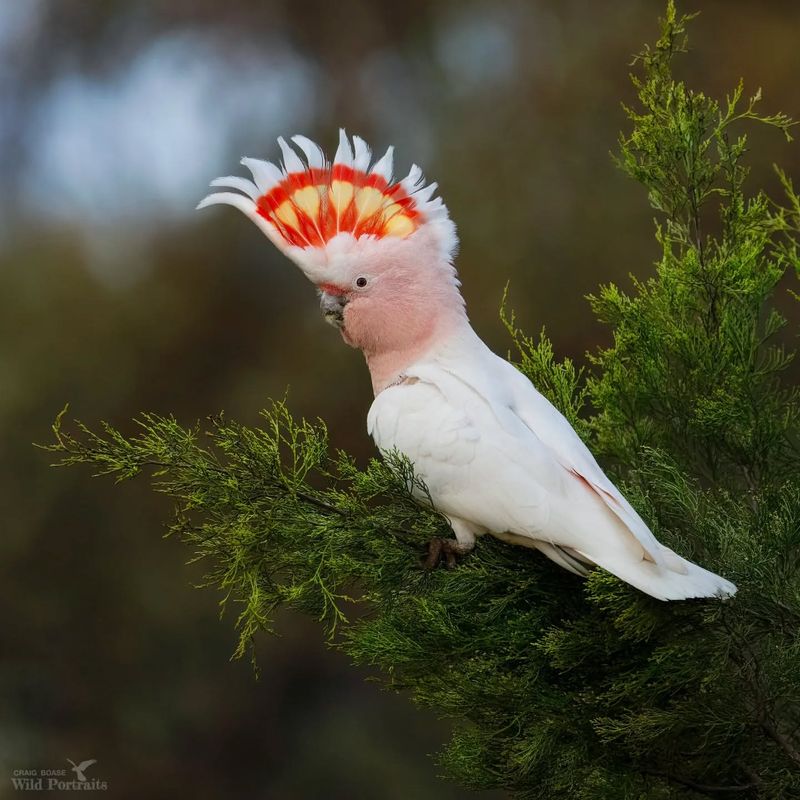 Cockatoos