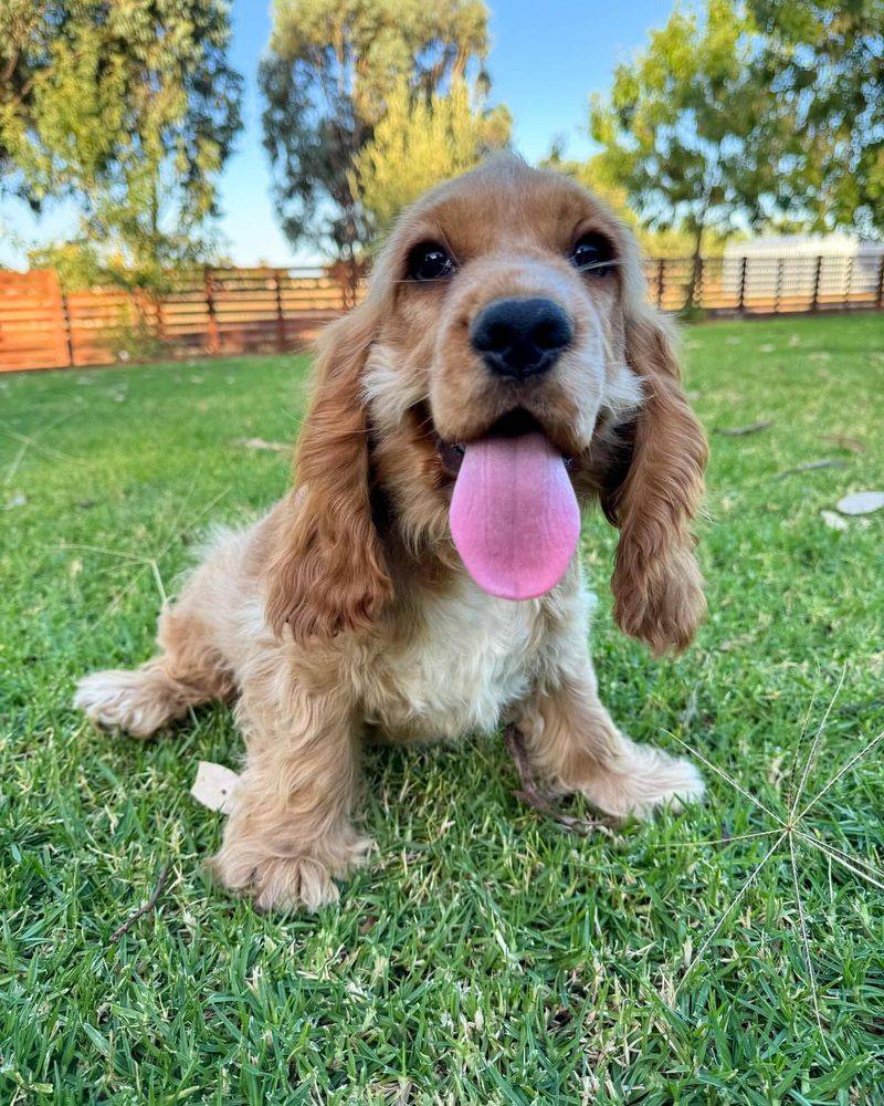 Cocker Spaniel