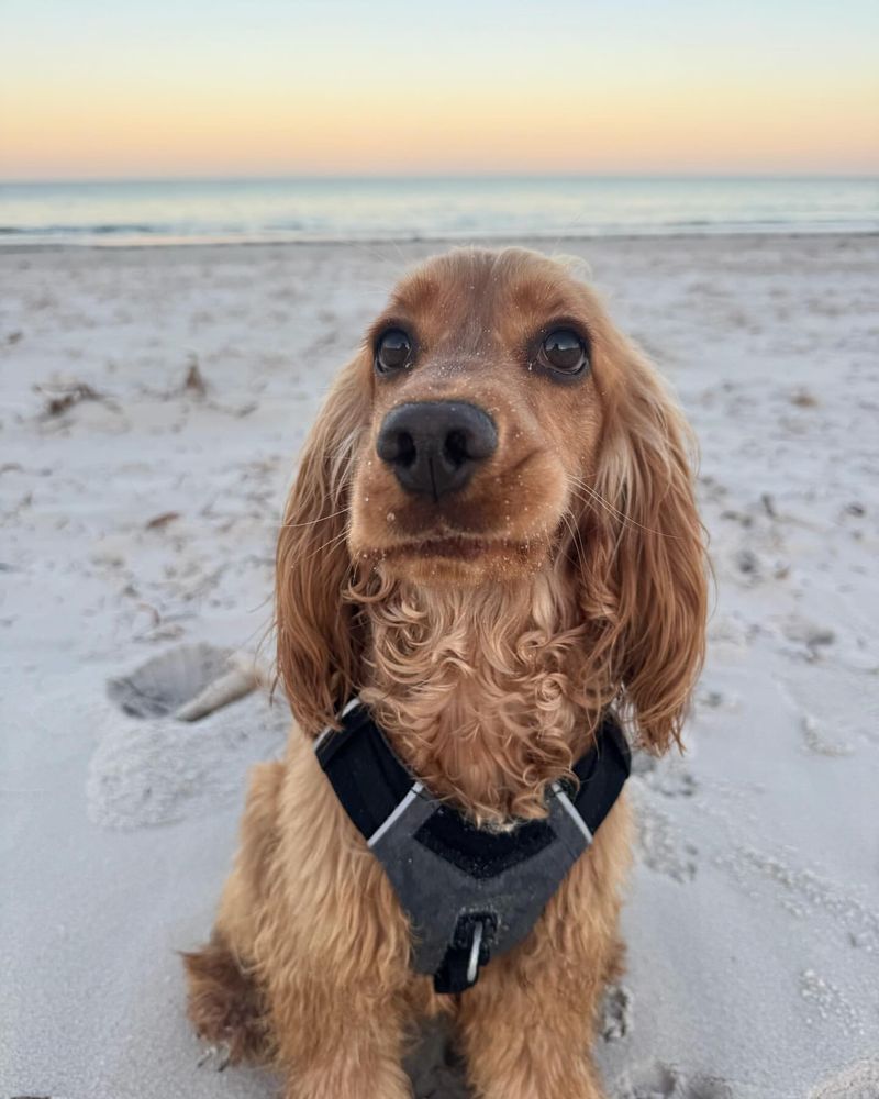 Cocker Spaniel