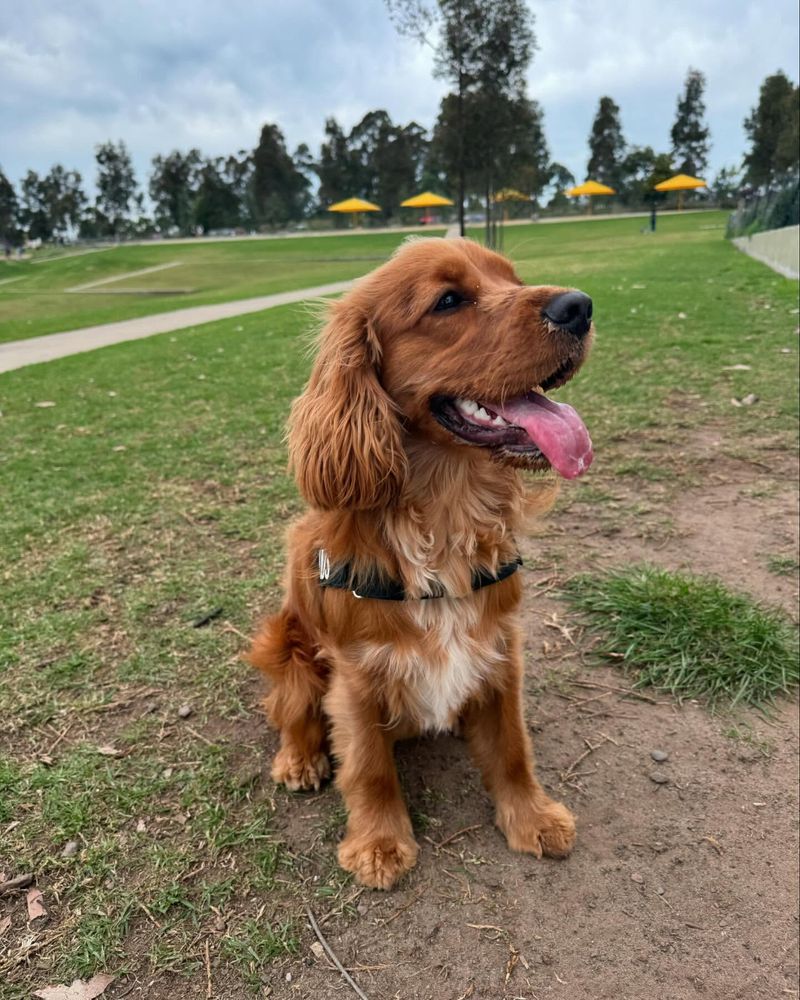 Cocker Spaniel