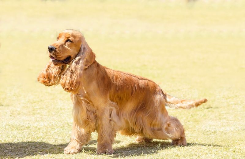 Cocker Spaniel