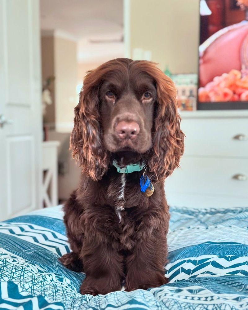 Cocker Spaniel