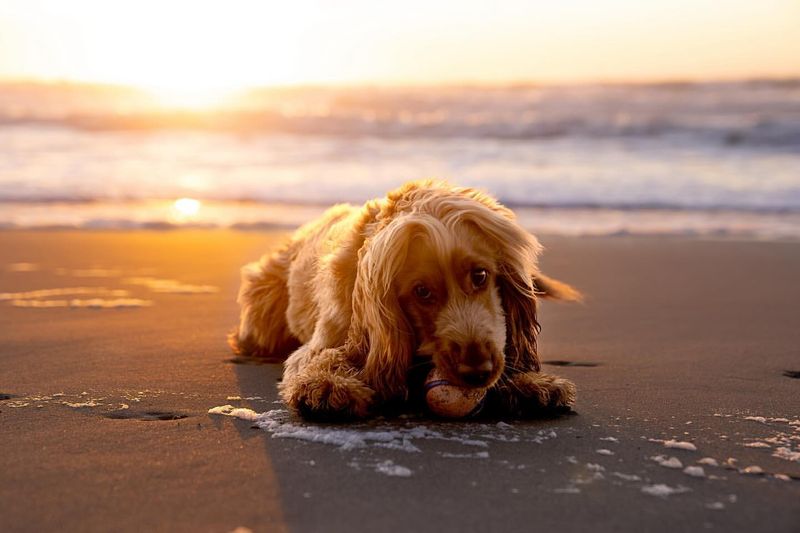 Cocker Spaniel