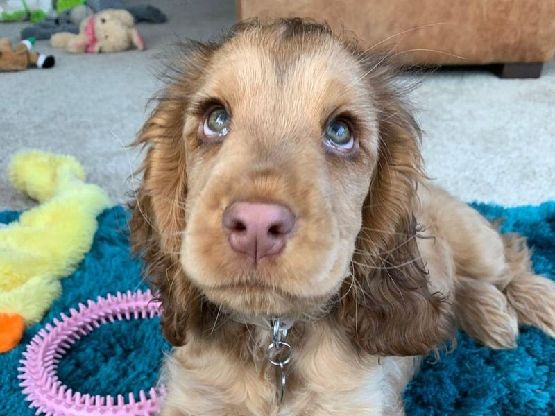 Cocker Spaniel