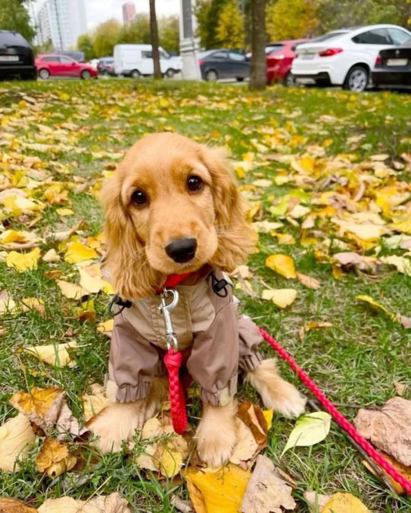 Cocker Spaniel