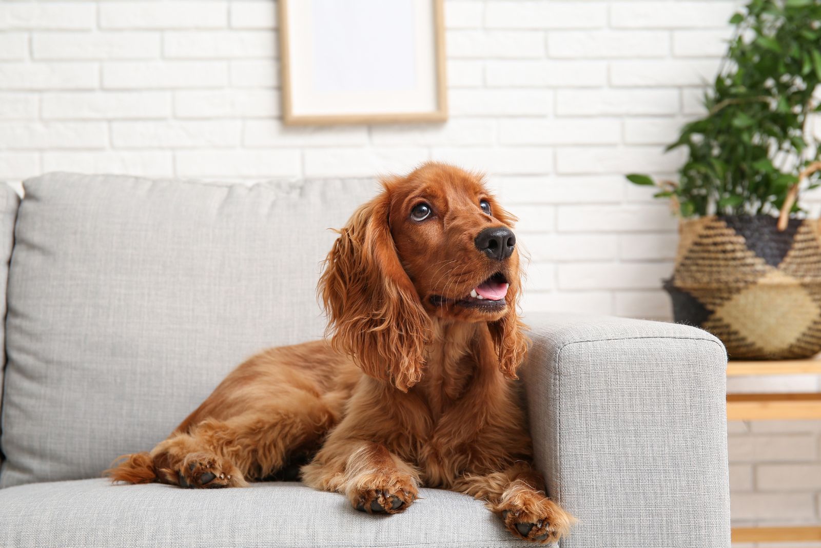 Cocker Spaniel