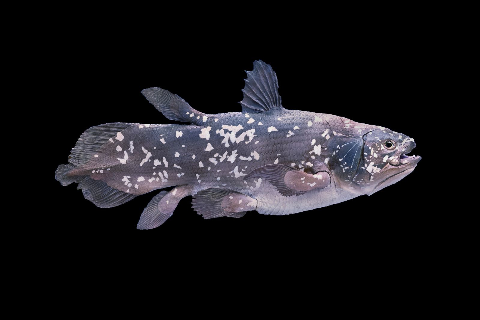 Coelacanth