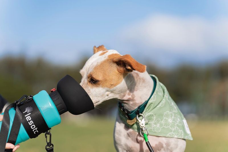 Collapsible Water Bowl