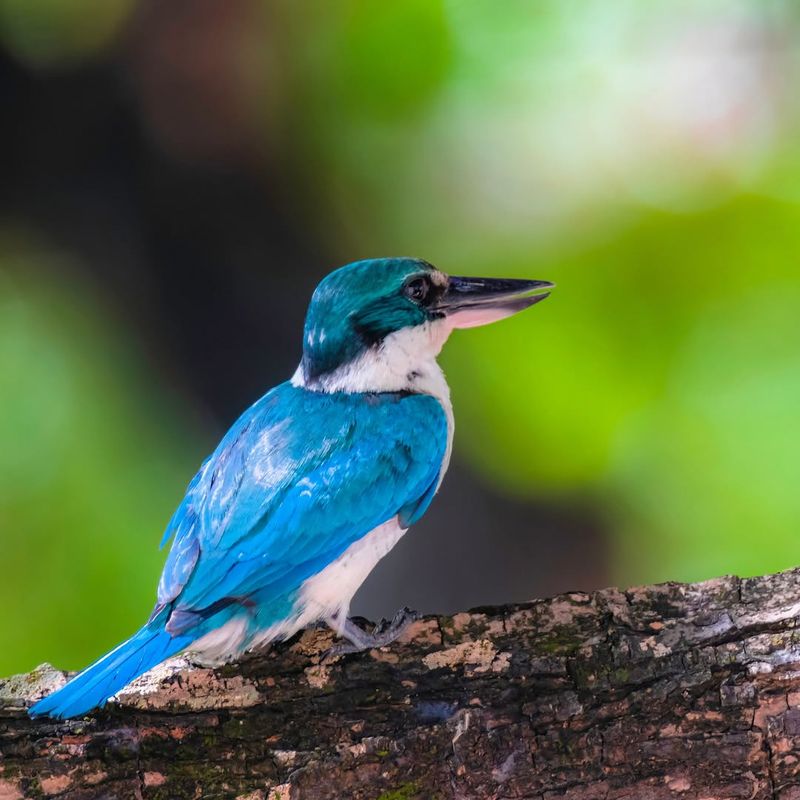 Collared Kingfisher