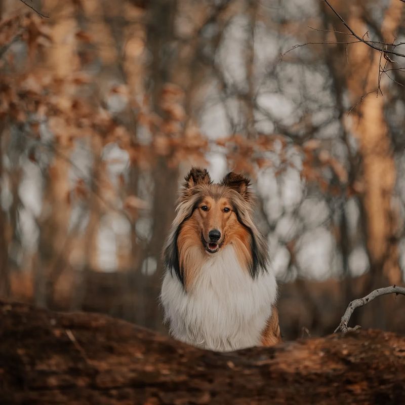 Collie