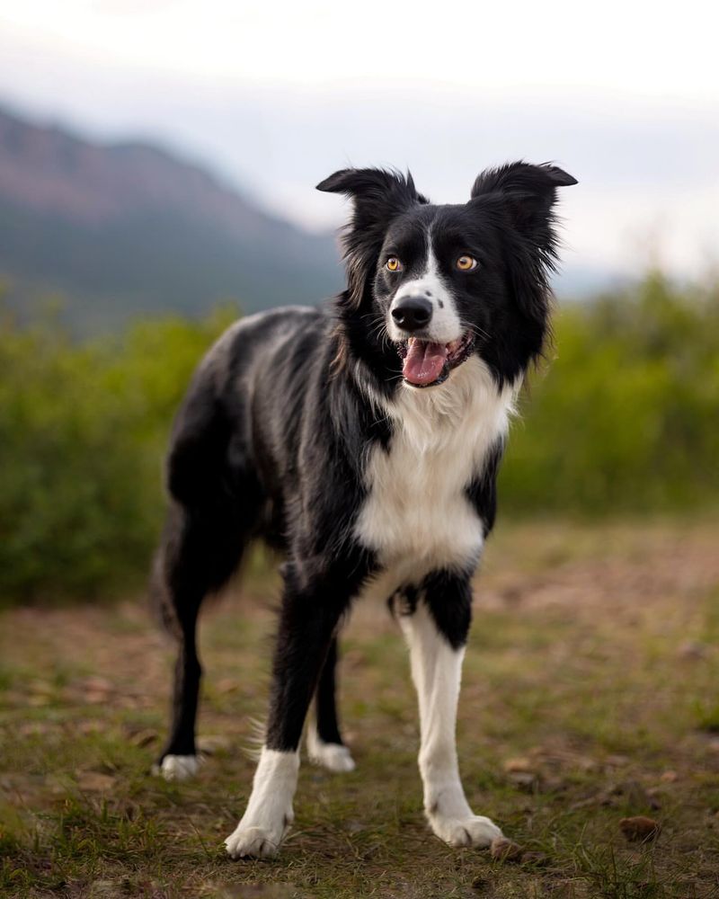 Collie