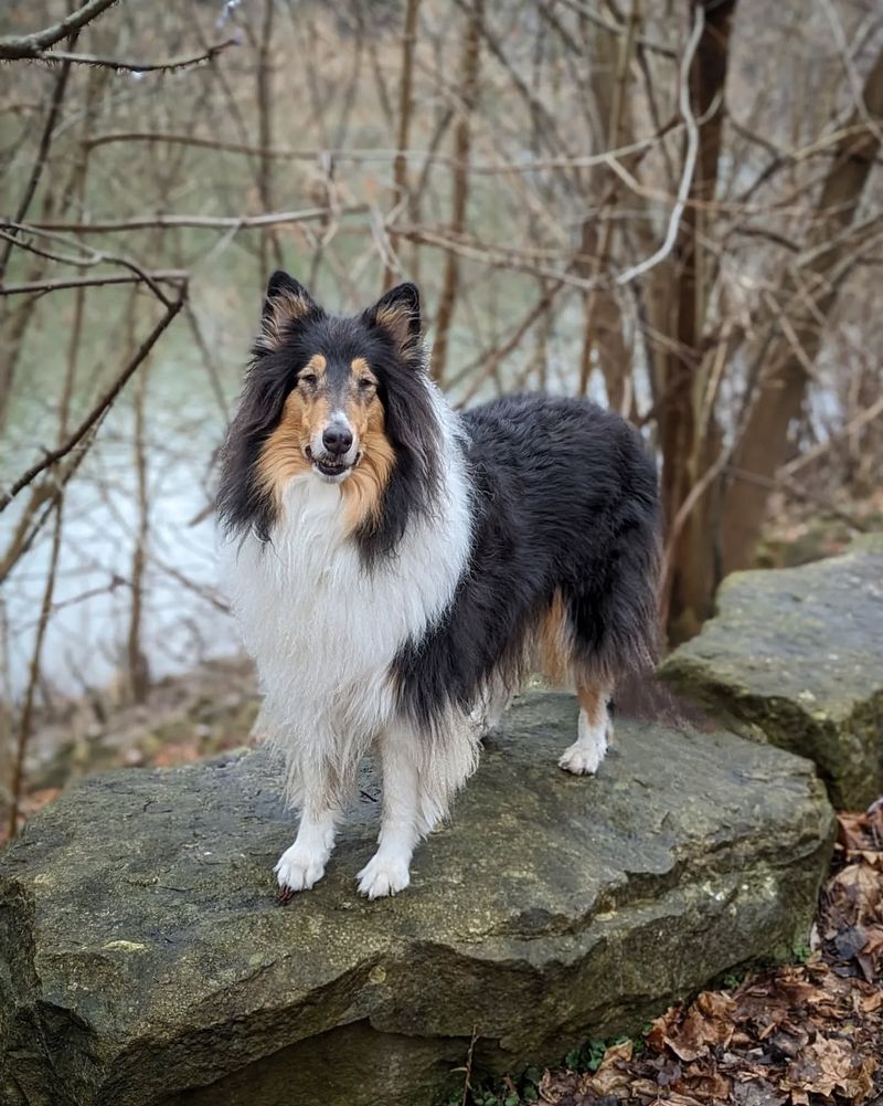 Collie