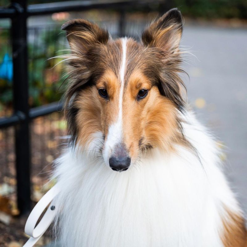 9 Dog Breeds With Incredibly Long Noses - Animalko