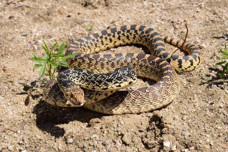 Colorado's Bull Snake