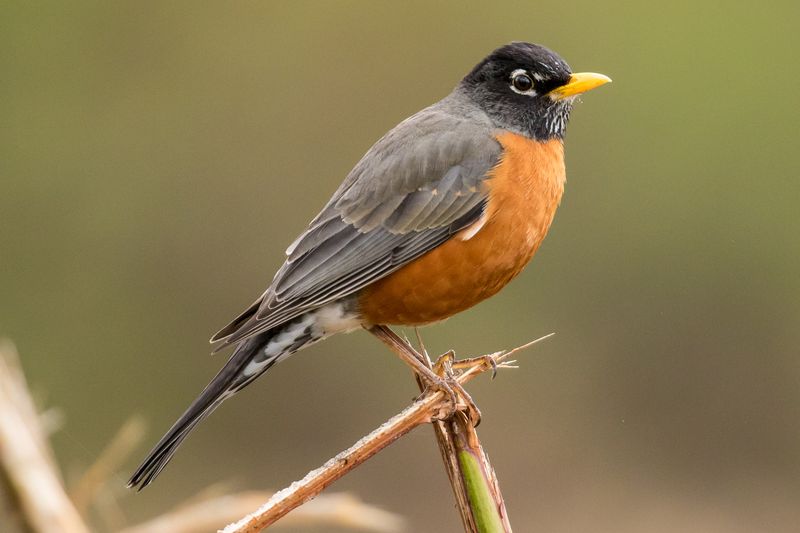 Colorado - American Robin